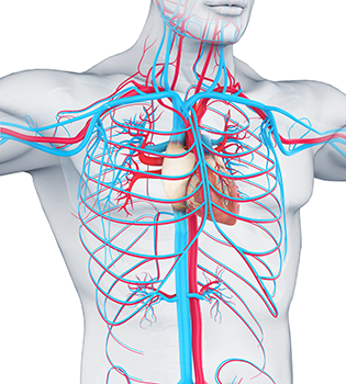 Vascular Studies